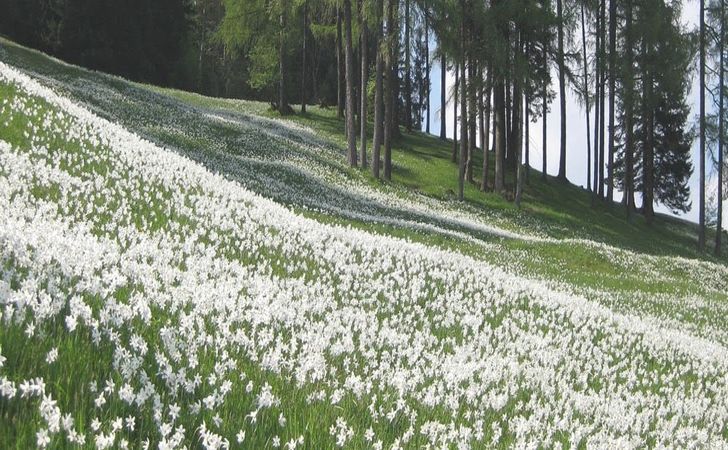 [UPDATE] Una dintre cele mai vechi tradiţii din Banat ameninţată cu pieirea…