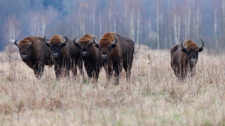 Zimbri europeni repopulează pădurile Banatului