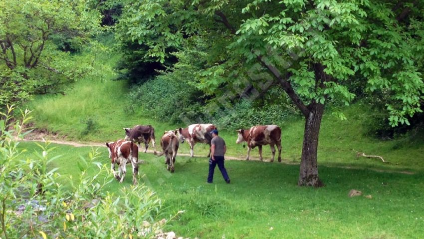 Supravegheaţi animalele pe păşune!