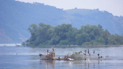 Mediul acvafaunistic afectat de nivelul Dunării