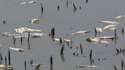 Ecarisarea Dunării, o problemă regională