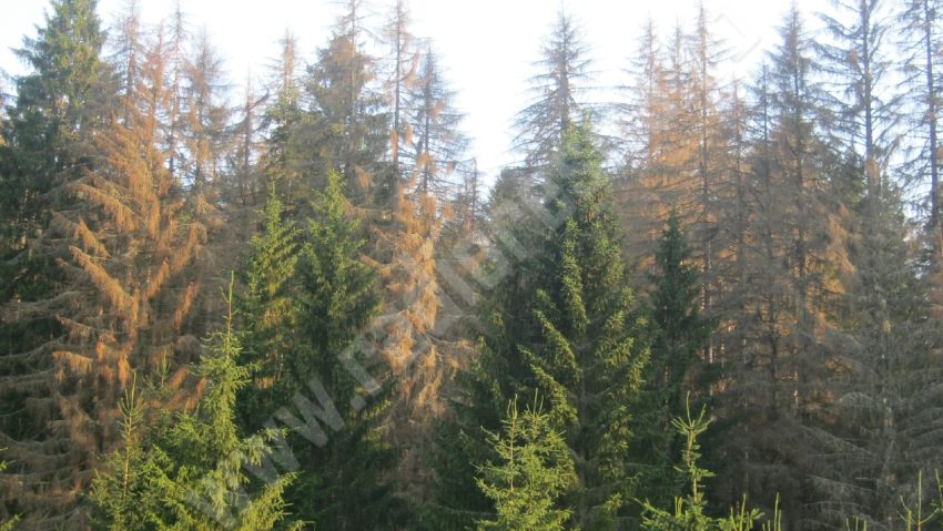 [FOTO] Mor pădurile în Caraş-Severin. Sute de arbori necrozaţi se usucă la poale de Semenic