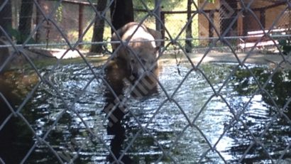 [FOTO] De ziua lor animalele de la zoo se răcoresc în bazine pline cu apă