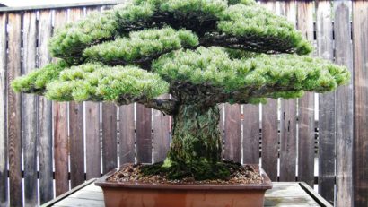 Un bonsai în vârstă de 390 de ani a supravieţuit bombei atomice care a lovit Hiroshima