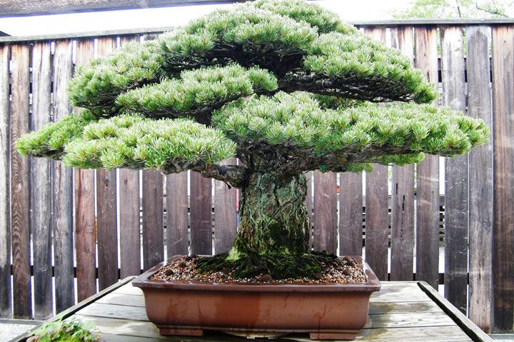 Un bonsai în vârstă de 390 de ani a supravieţuit bombei atomice care a lovit Hiroshima