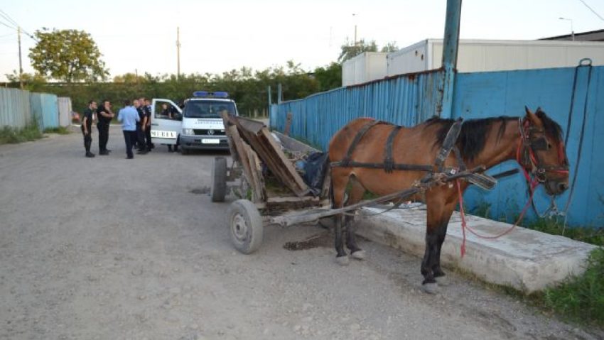 Accident în galopul cailor. O minoră a intrat în comă