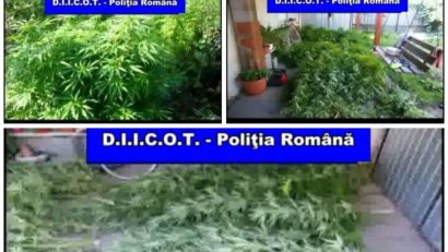 VIDEO Procurorii DIICOT Arad au descoperit peste 27 kg cannabis la Nădab