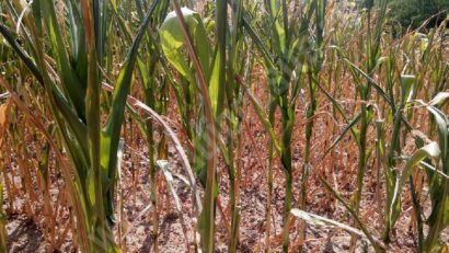 An agricol dificil în Caraş-Severin