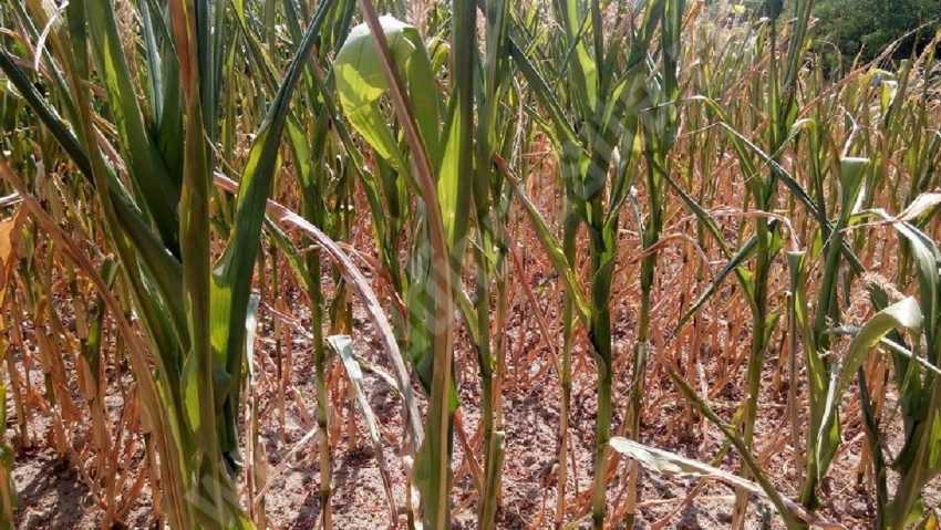 Peste 20.000 de hectare agricole au fost calamitate de seceta din acest an