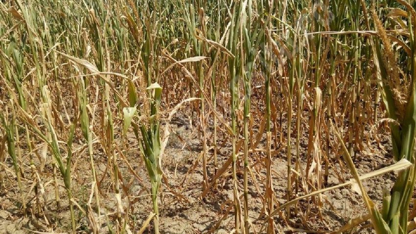 Agricultura românească sub zodia extremelor!