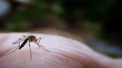 Alertă în România! Ţânţarul tigru, purtătorul meningitei West Nile, a ajuns pe aceste meleaguri