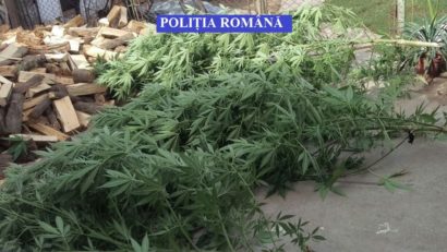 640 de kilograme de masă verde de canabis confiscate la Arad