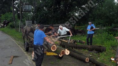 Se înmulţesc furturile de lemne în zona Lugojului