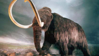 Au fost găsite oasele unui mamut de 30.000 de ani