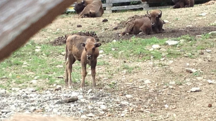 [FOTO] Al treilea pui de zimbru, care va trăi în sălbăticie, s-a născut în Caraş-Severin