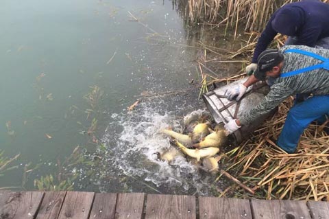 Crap oglindă de Caransebeş