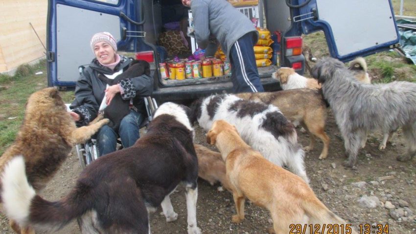 [FOTO-AUDIO] La Reşiţa şi animalele de la padoc au Crăciunul lor