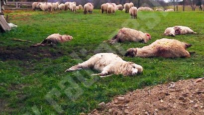 Lupii au dat atacul la Armădia unde au omorât mai multe oi