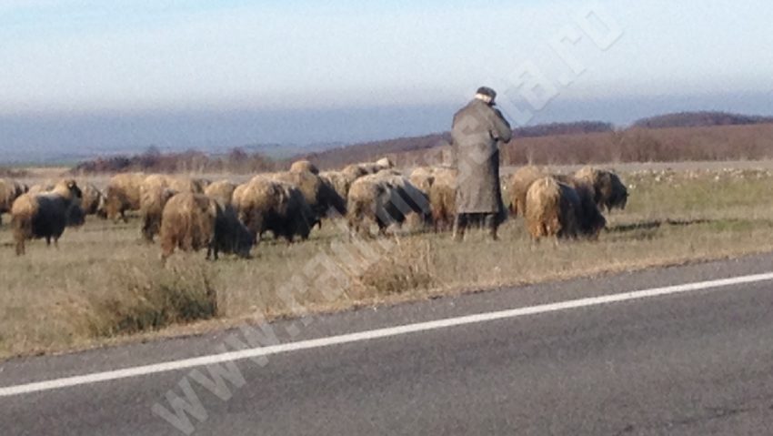 [AUDIO] Oierii din Caraş-Severin îşi revendică nemulţumirile… în Capitală