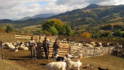 [AUDIO] Crescătorii de ovine din Caraş-Severin spun că la poarta fermei mieii vor fi mai ieftini