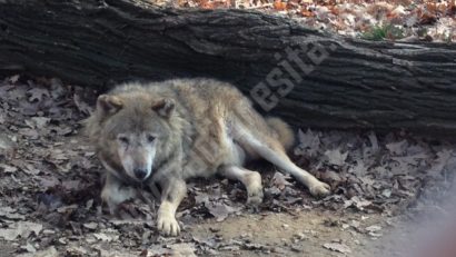 [AUDIO] Vârsta înaintată a animalelor îşi spune cuvântul la Grădina Zoologică din Reşiţa