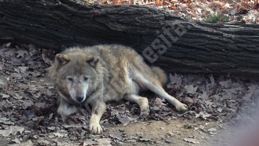 [AUDIO] Vârsta înaintată a animalelor îşi spune cuvântul la Grădina Zoologică din Reşiţa