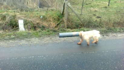 [FOTO] Câinele cu capul în țeavă a fost salvat!