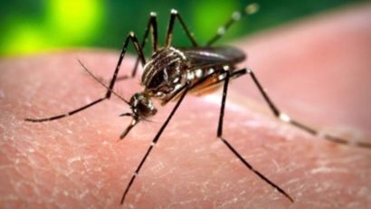 Norvegia: Trei femei, între care una însărcinată, au fost contaminate cu virusul Zika