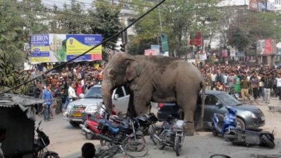 [FOTO] Un elefant a făcut prăpăd pe străzile dintr-o localitate indiană