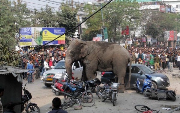 [FOTO] Un elefant a făcut prăpăd pe străzile dintr-o localitate indiană