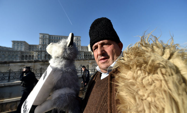 Fermierii care protestează în apropierea Palatului Parlamentului cer mai multe măsuri de sprijin pentru creşterea animalelor