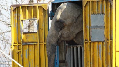 [FOTO] Animalele de la circ sunt chinuite pentru amuzamentul publicului