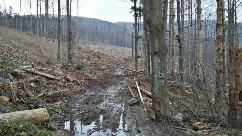 [AUDIO-FOTO] Marcajele turistice – mărul discordiei dintre iubitorii naturii şi Direcţia silvică a judeţului Caraş-Severin