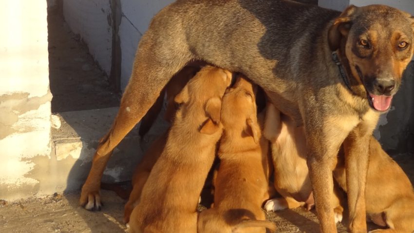 Ziua internațională a animalelor fără stăpân