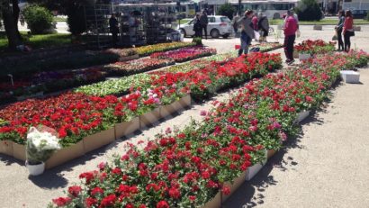 [AUDIO-FOTO] Reşiţa – oraş al florilor pentru un week-end. Târgul de Florii şi-a deschis porţile în capitala Banatului montan