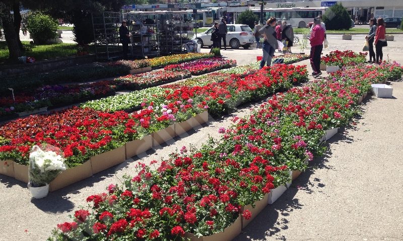 [AUDIO-FOTO] Reşiţa – oraş al florilor pentru un week-end. Târgul de Florii şi-a deschis porţile în capitala Banatului montan