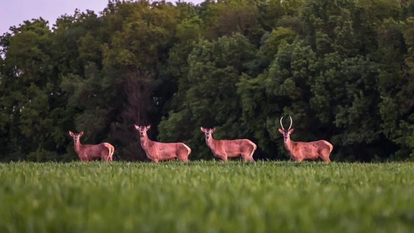 Rarităţi copitate în Banat: Cerbul carpatin a venit la câmpie