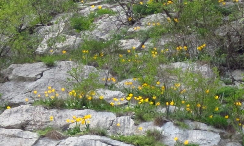 La Cazanele Dunării a înflorit laleaua galbenă – o specie unică în lume