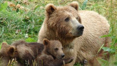 Ursuleţi de Timişoara: Grădina Zoologică mai bogată cu doi pui