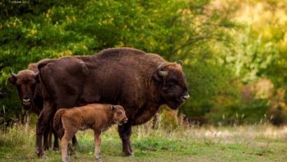 Familia de zimbri de la Haţeg se măreşte. Un nou pui s-a născut în captivitate