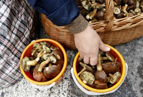 [AUDIO] Atenţie! Ciupercile din pieţe vă pot băga în spital