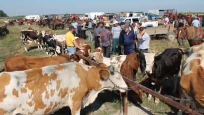 Boala care face ravagii la sud de Dunăre închide târgurile de animale din sud-vestul României