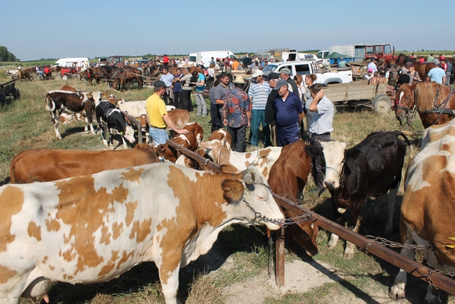 Boala care face ravagii la sud de Dunăre închide târgurile de animale din sud-vestul României