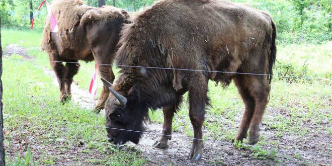 [AUDIO] WWF-România face primul pas pentru înfiinţarea unui centru de reproducere a zimbrului în Hunedoara