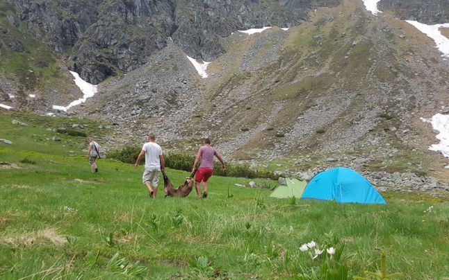 Braconaj în Parcul Naţional Munţii Rodnei cu ameninţări. Trei oameni au împuşcat o capră neagră în faţa turiştilor pe care i-au somat să nu facă poze