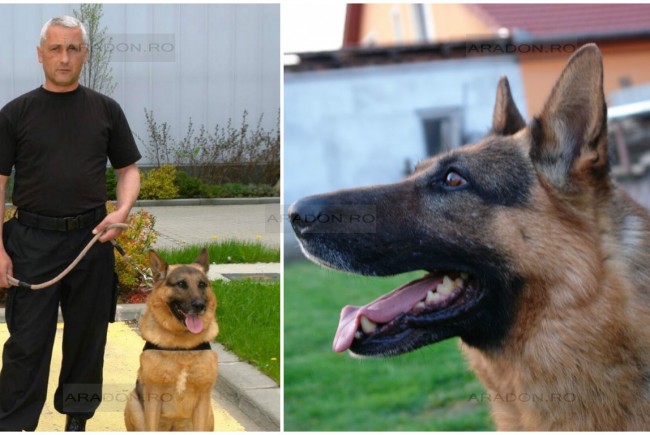 Câinele polițist Jake, scos la licitație după ce și-a pierdut aptitudinile