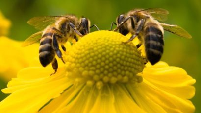 Ministrul Agriculturii, Adrian Chesnoiu, a dat undă verde folosirii în sectorul vegetal al insecticidelor interzise în UE pentru că omoară albinele 