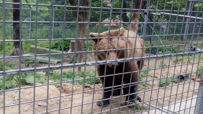 Grădina zoologică închisă din cauza condiţiilor inumane în care erau ţinute animalele