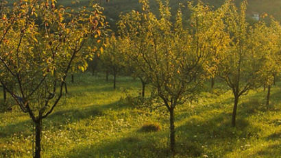 Pomicultura din Caraş-Severin în liber picaj. Peste 5.000 de hectare de livezi în declin