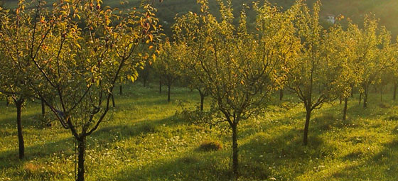 Pomicultura din Caraş-Severin în liber picaj. Peste 5.000 de hectare de livezi în declin